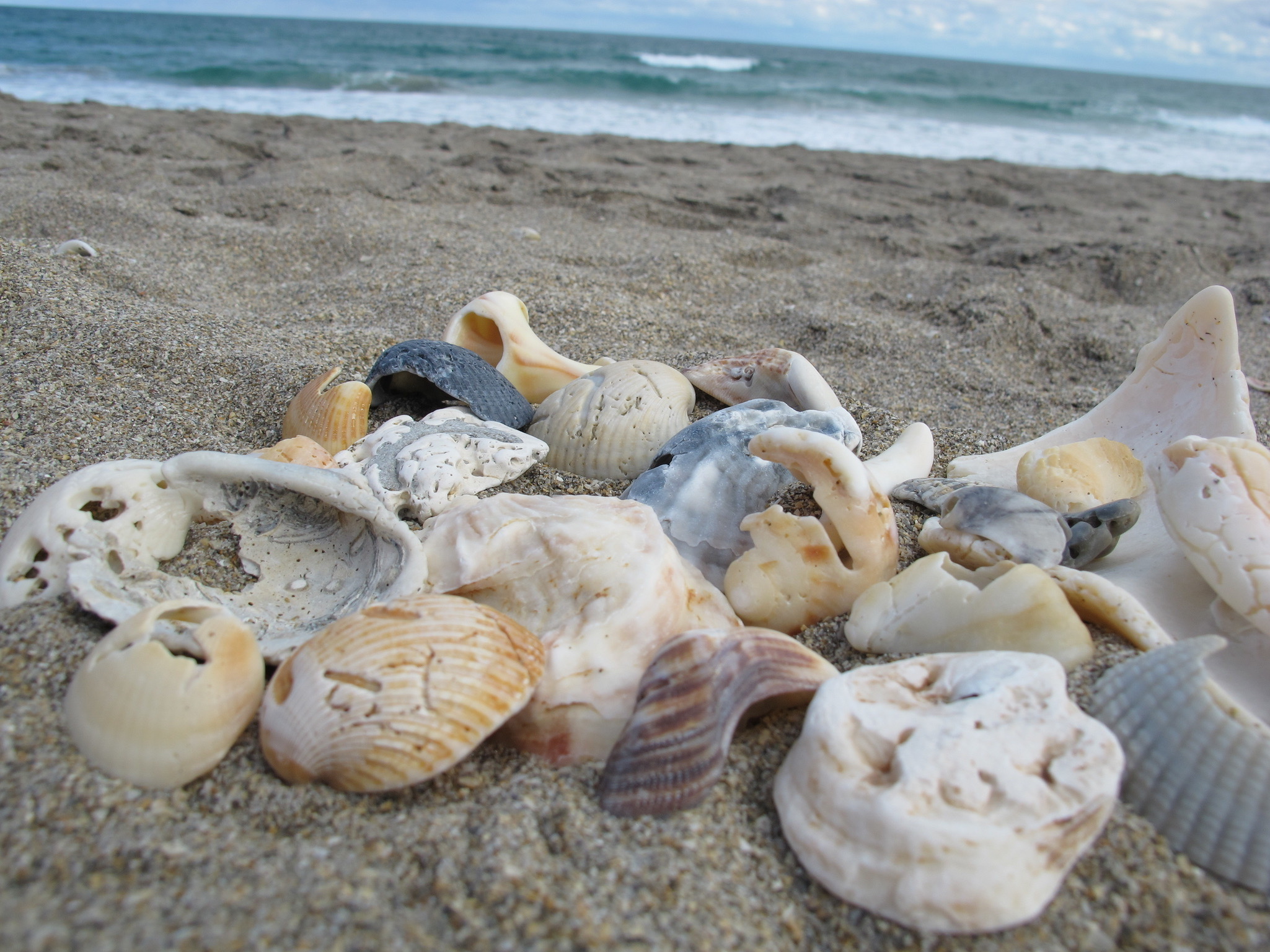 Shells on Beach for No Ugly Shells post